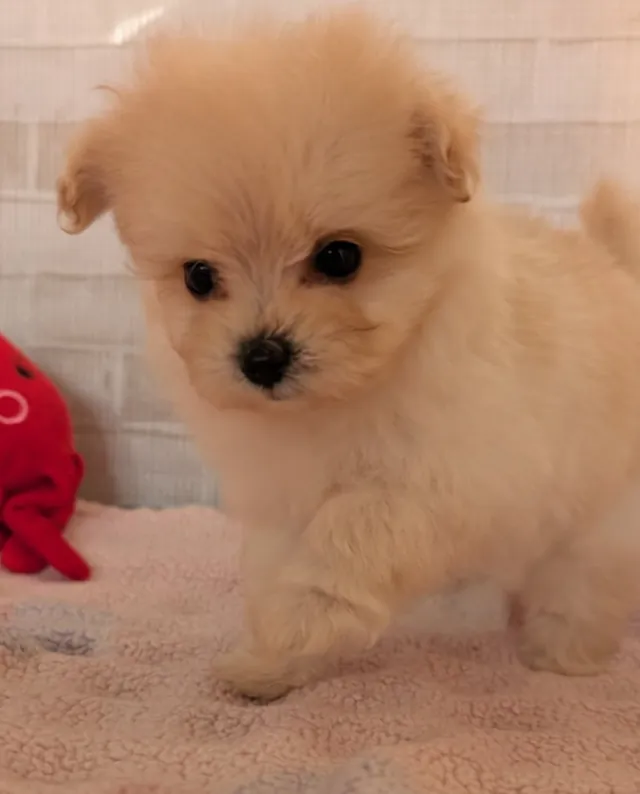 ポメプー(ポメラニアンとトイプードルのミックス)の子犬