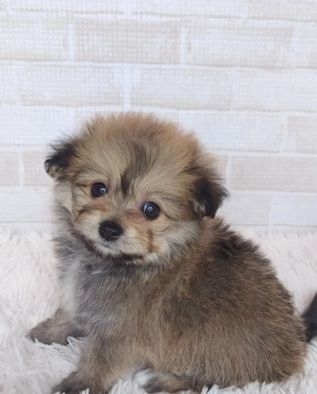 ポメション(ポメラニアンとビションフリーゼのミックス)の子犬