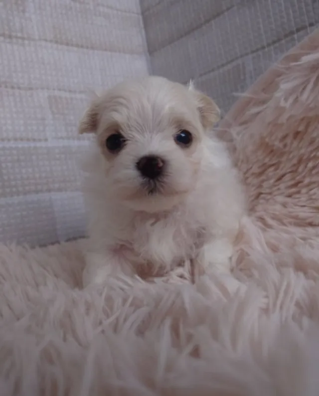 マルチーズの子犬